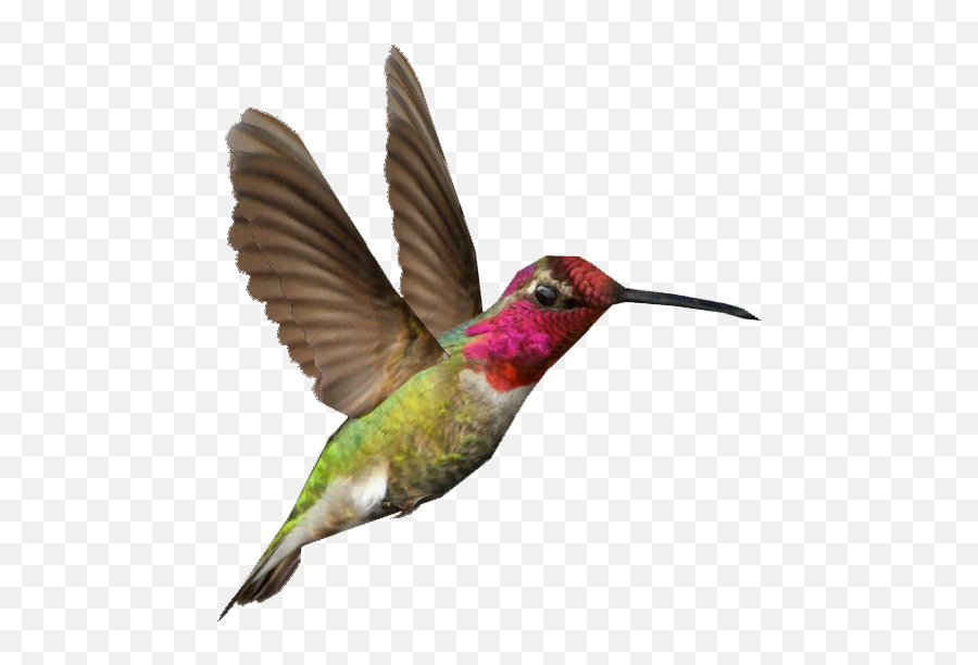 Bird Clipart Transparent Background - Hummingbird Transparent Background Emoji,Hummingbird Emoji