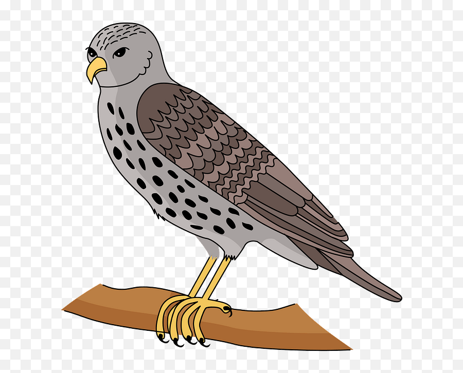 Clipart Of Hawk - Hawk Emoji,Hawks Emoji