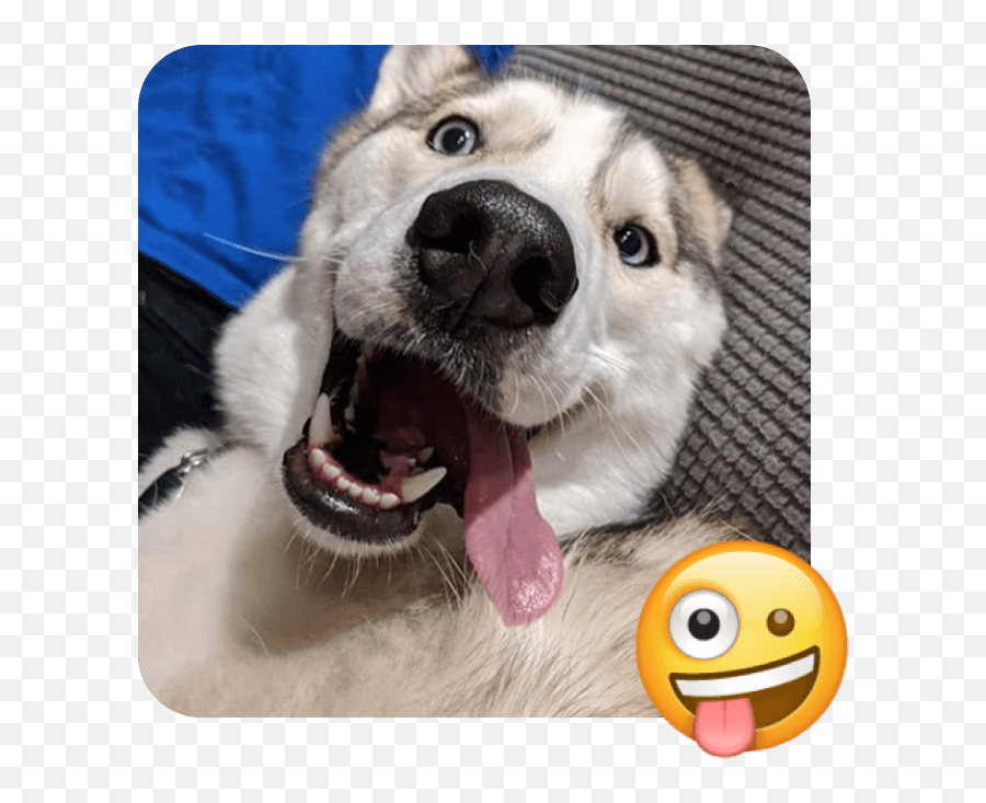 These 20 Doggies Are Totally Ready For World Emoji Day - Northern Breed Group,Paw Emoji