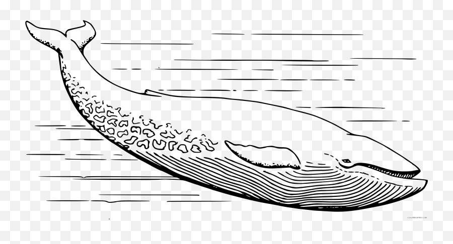 Blue Whale Coloring Pages Papapishu Blue Whale Printable - Blauwal Malvorlage Emoji,Whale Emoji Text