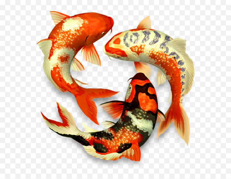 Koi Fish Koifish Sticker By Franzi - Colorful Koi Fish Png Emoji,Koi Fish Emoji