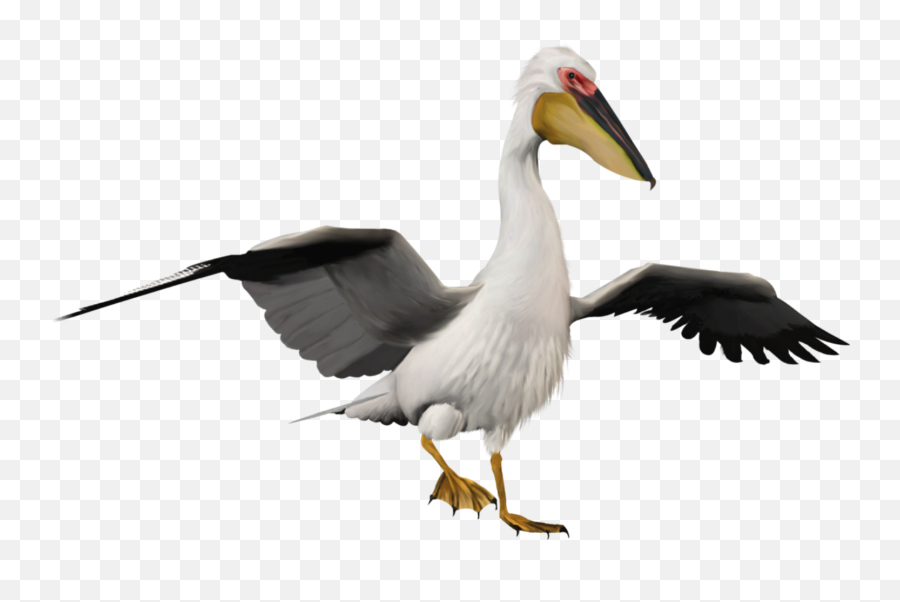 Pelican - Pelican Png Emoji,Pelican Emoji
