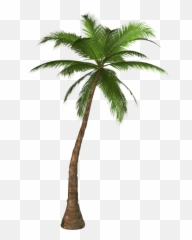 Palm Png And Vectors For Free Download - Palm Tree Png Emoji,Palm Tree Book Emoji
