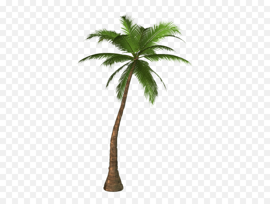 Palm Png And Vectors For Free Download - Palm Tree Png Emoji,Palm Tree Book Emoji