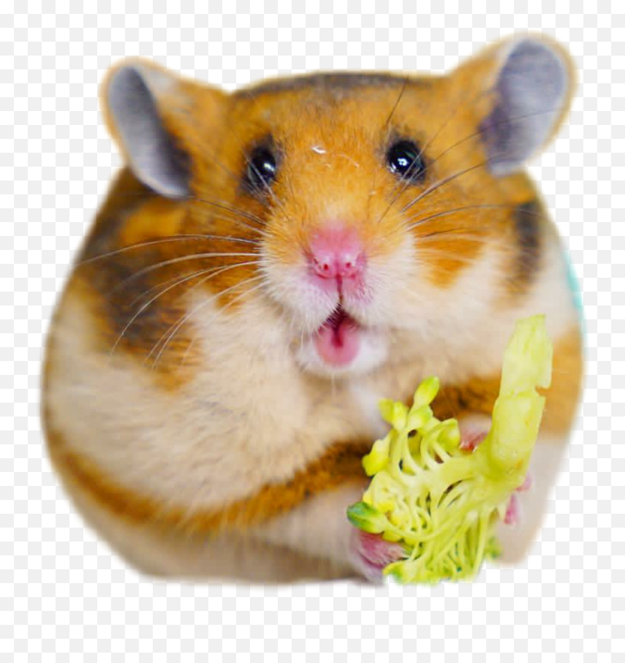 And Trending Hamster Stickers - Birthday Emoji,Mouse Bunny Hamster Emoji