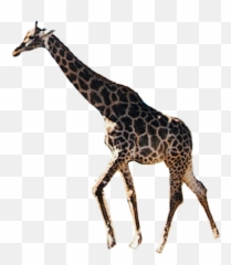Giraffe Remix Challenge - Giraffe Emoji,Giraffe Emoji