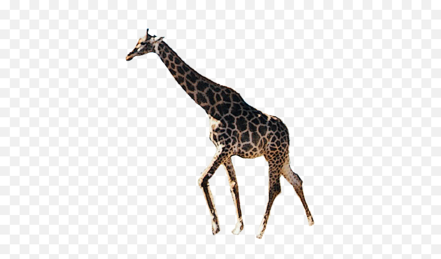 Giraffe Remix Challenge - Giraffe Emoji,Giraffe Emoji