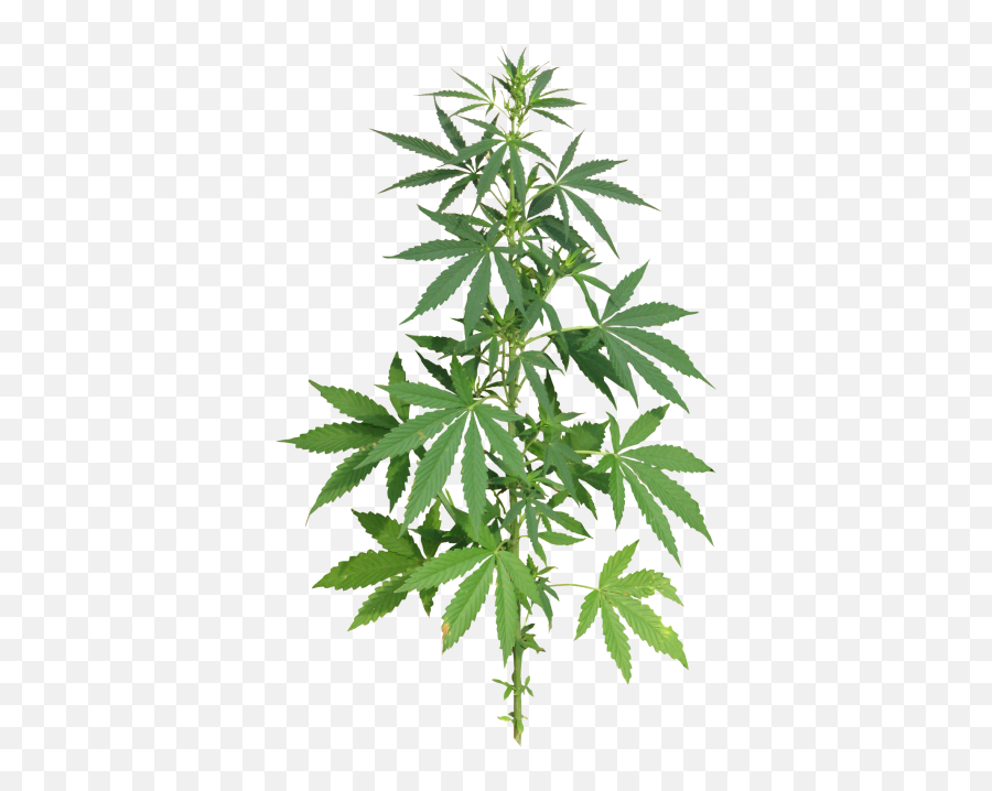 Download Free Png Donu0027t Worry Be Happy Ii - Dlpngcom Cannabis Png Emoji,Pot Leaf Emoji