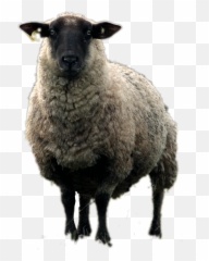 Sheep Emoji,Ewe Emoji