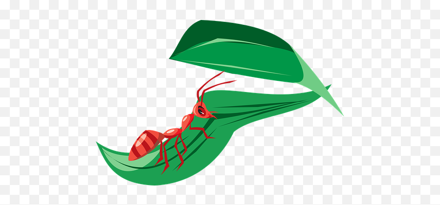 Free Red Leaves Red Vectors - Hormigas En Hojas Png Emoji,Zzz Ant Ladybug Ant Emoji