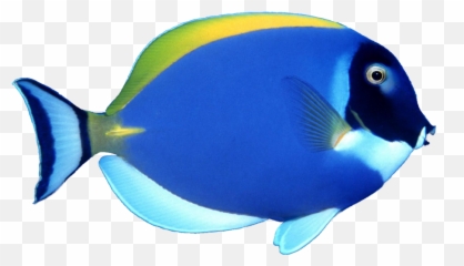 Blue Fish Image - Transparent Background Png Emoji