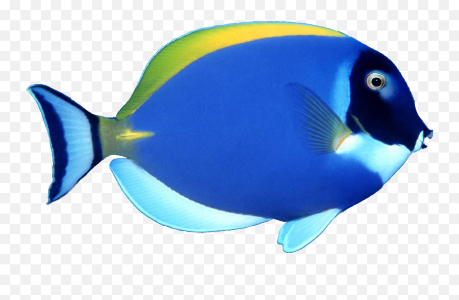 Blue Fish Image - Transparent Transparent Background Fish Png Emoji,Tropical Fish Emoji