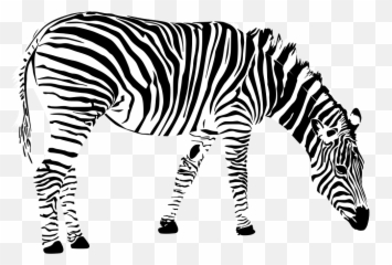 Zebra Png 3 Buy Clip Art - Gambar Zebra Hitam Putih Emoji,Zebra Emoji