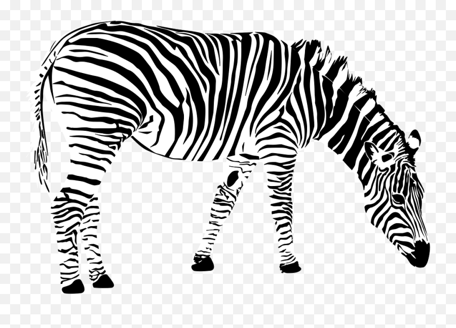 Zebra Png 3 Buy Clip Art - Gambar Zebra Hitam Putih Emoji,Zebra Emoji