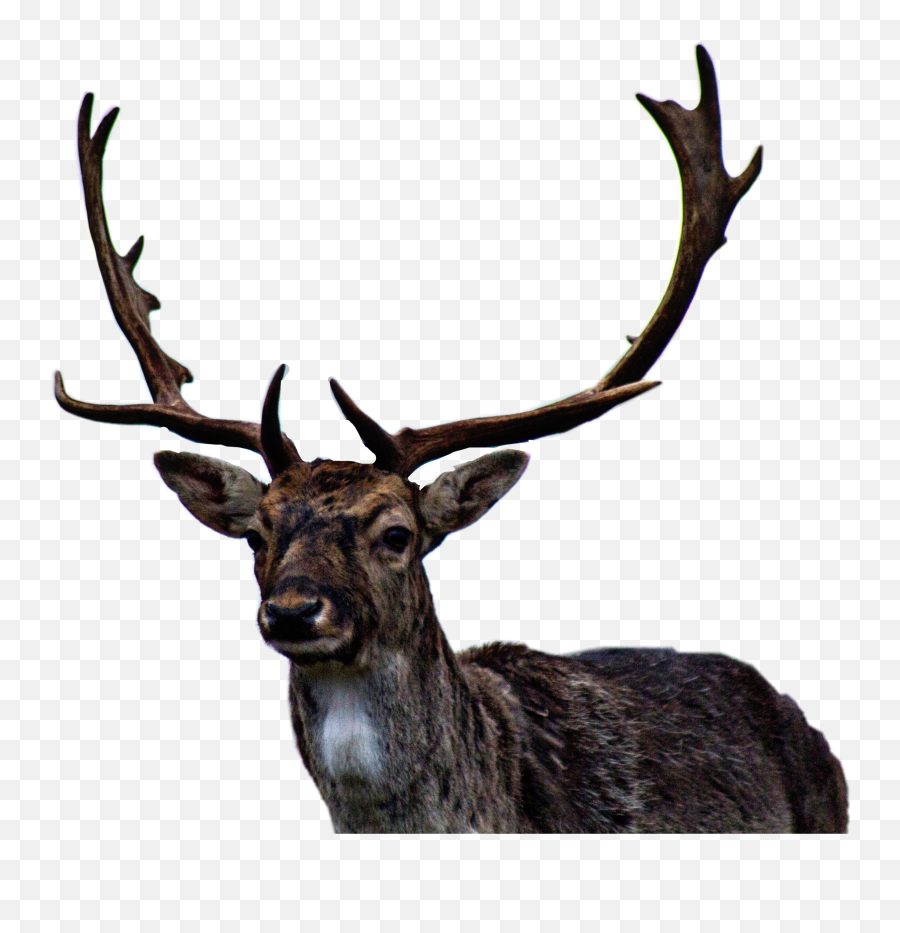 Deer Reindeer Animal Sticker By Kimmy Bird Tasset - Deer 4k Emoji,Reindeer Emoji