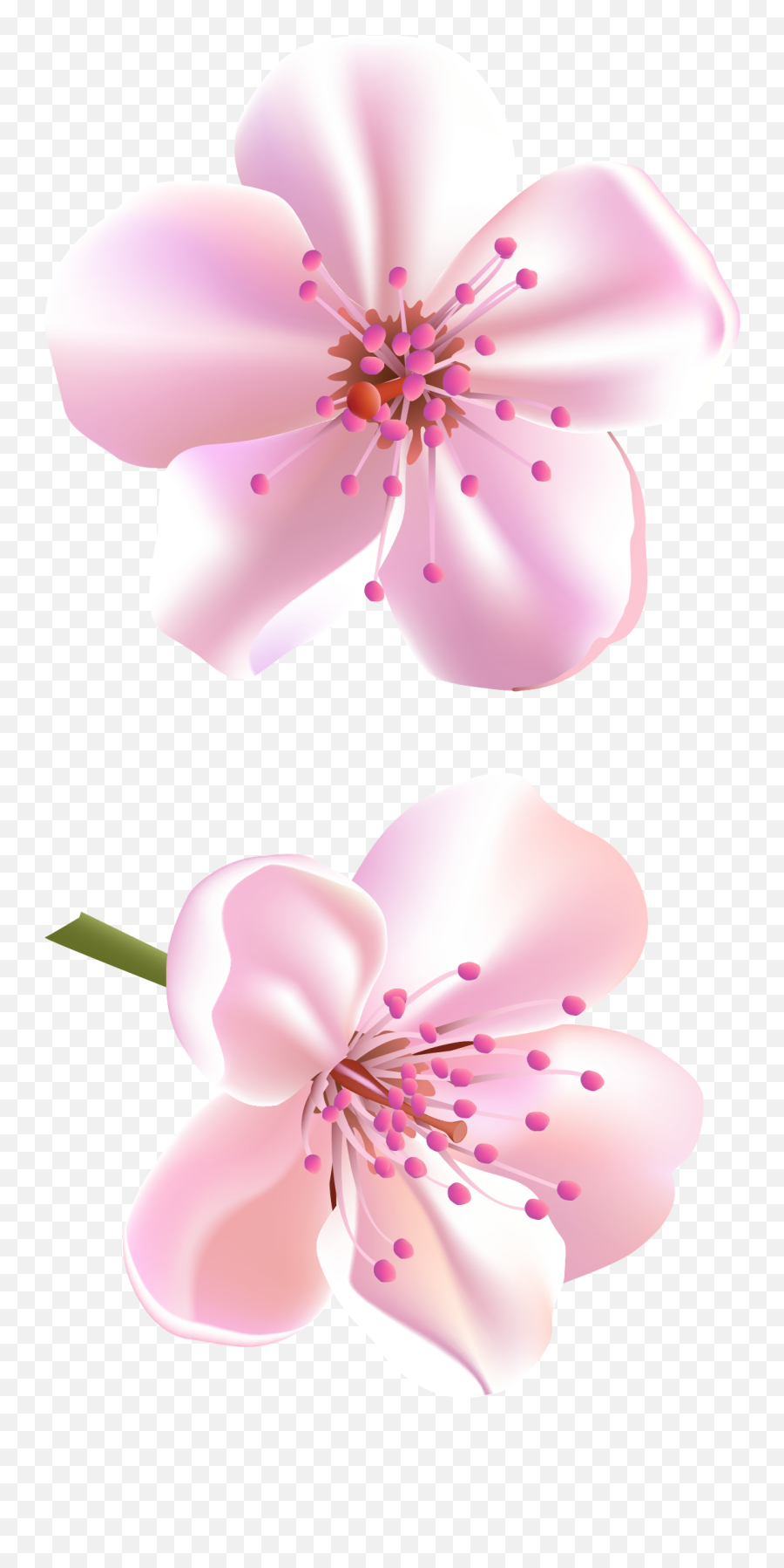 Pin - Flower Cherry Blossom Clipart Emoji,Sakura Blossom Emoji