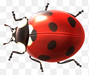 Spring Ladybug Transparent Png Emoji,Ladybug Emoji