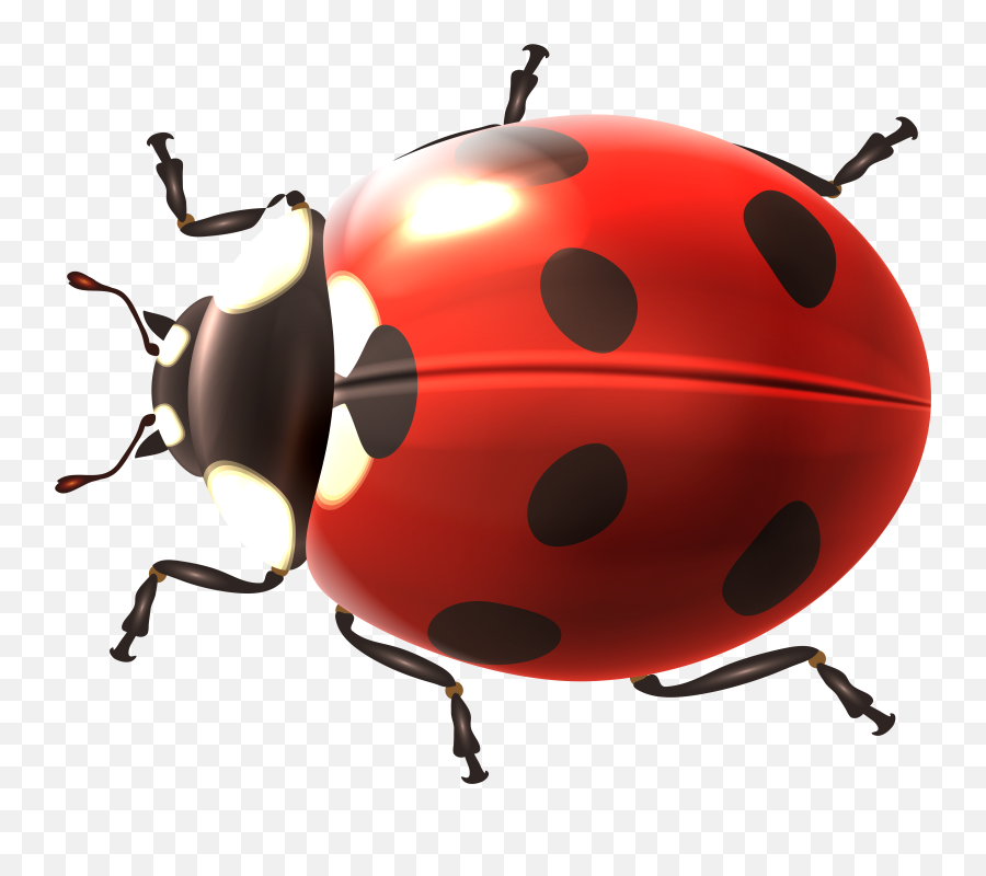 Spring Ladybug Transparent Png Emoji,Ladybug Emoji