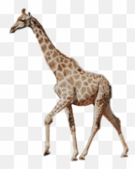 Giraffe Giraffe Neck Long Real Tall Animal Wild - Real Giraffe Emoji,Giraffe Emoji