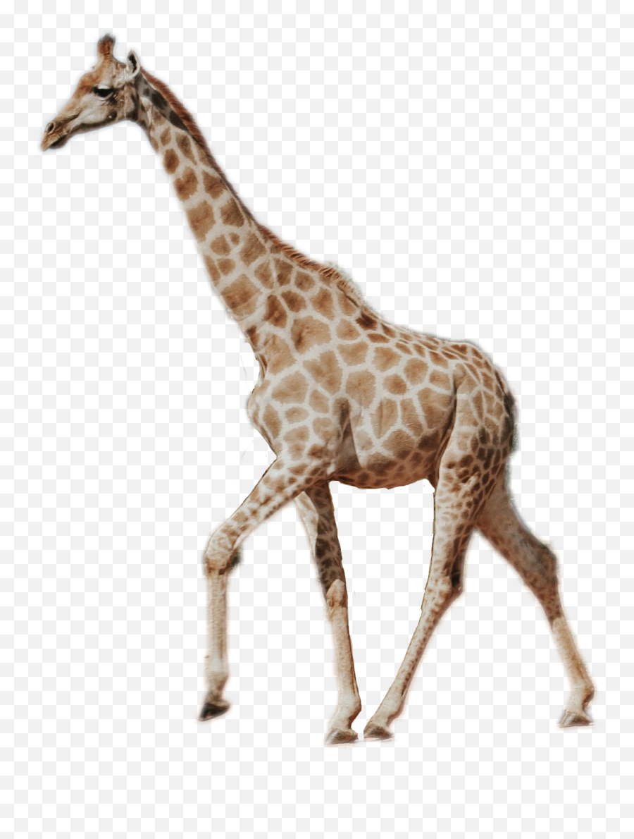 Giraffe Giraffe Neck Long Real Tall Animal Wild - Real Giraffe Emoji,Giraffe Emoji