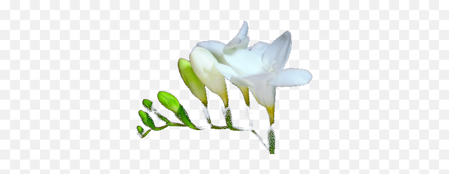 Top White Wine Stickers For Android U0026 Ios Gfycat - White Flower Animated Gif Emoji,White Wine Emoji
