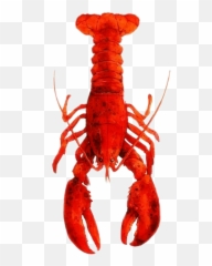 Lobster Seacreatures Seacreature - Lobster Painted On Wood Emoji,Lobster Emoji