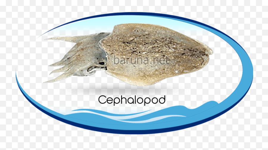 Shrimp Boil Clipart - Png Download Full Size Clipart Coleoids Emoji,Fried Shrimp Emoji