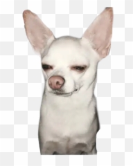 Chihuahua Stickers For Whatsapp - Chihuahua Memes Emoji,Chihuahua Emoji