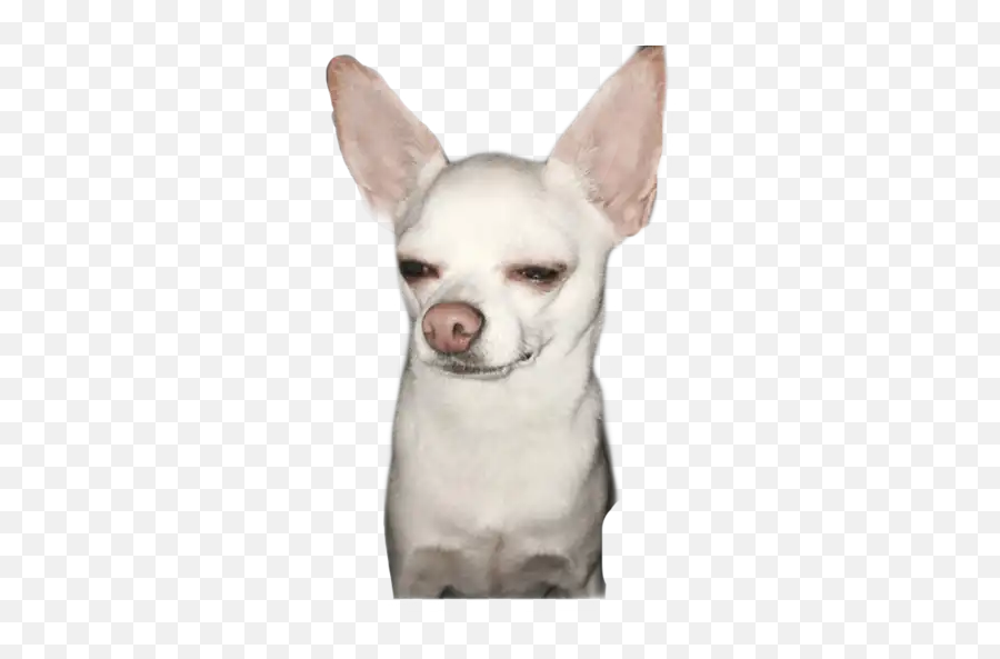 Chihuahua Stickers For Whatsapp - Chihuahua Memes Emoji,Chihuahua Emoji