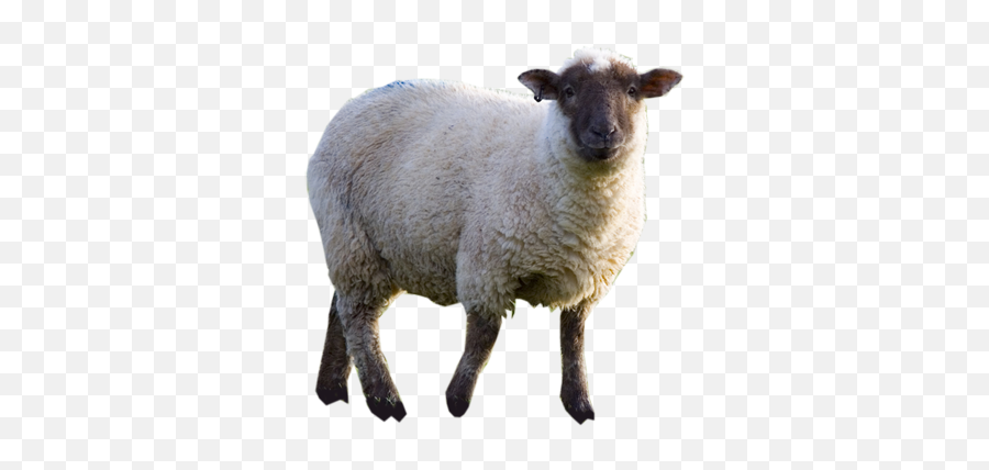 Popular And Trending Ewe Stickers On Picsart - Sheep Png Emoji,Ewe Emoji
