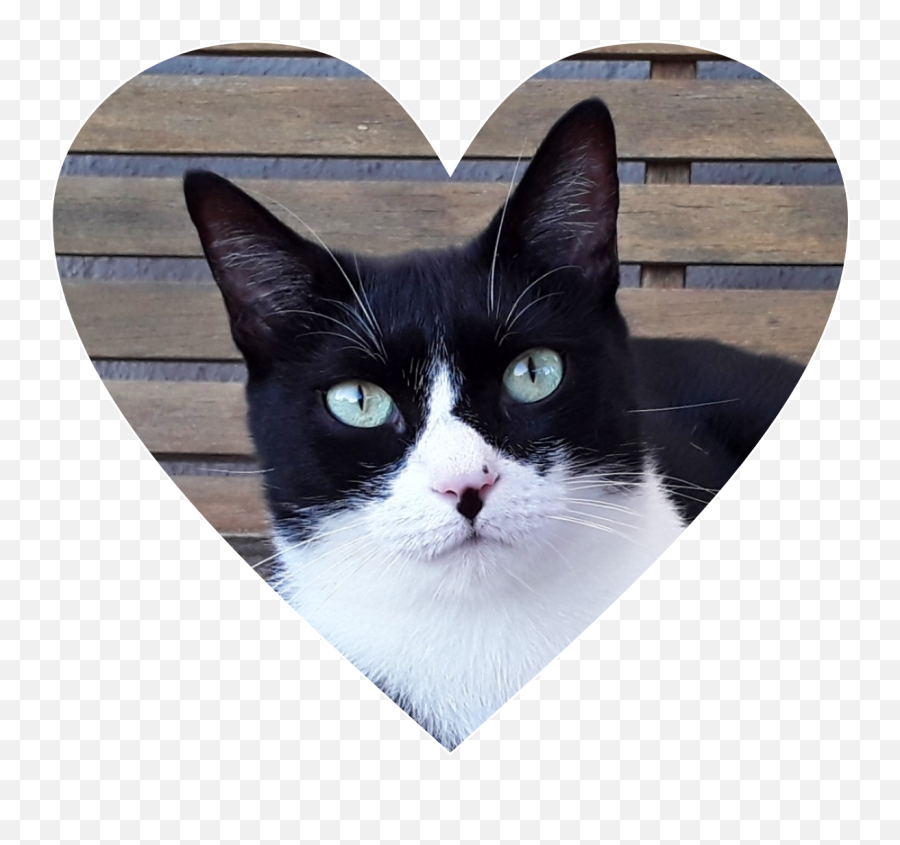Cat Cats Lover Hearts Heart - Sticker By Ruzgarburxhu Domestic Cat Emoji,Cat Heart Eye Emoji