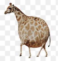 Animal Funny Fun Fat Chubby Giraffe - Fat Giraffe Emoji,Chubby Emoji