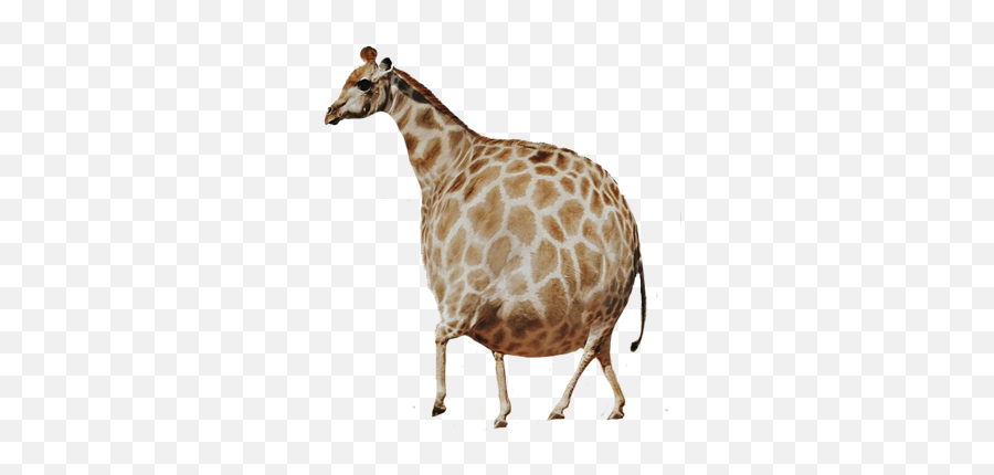 Animal Funny Fun Fat Chubby Giraffe - Fat Giraffe Emoji,Chubby Emoji