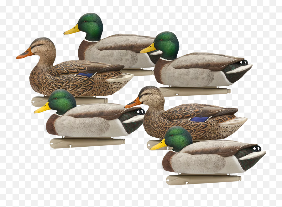 Largest Collection Of Free - Toedit Ducks Stickers Domestic Duck Emoji,Emoji Duck