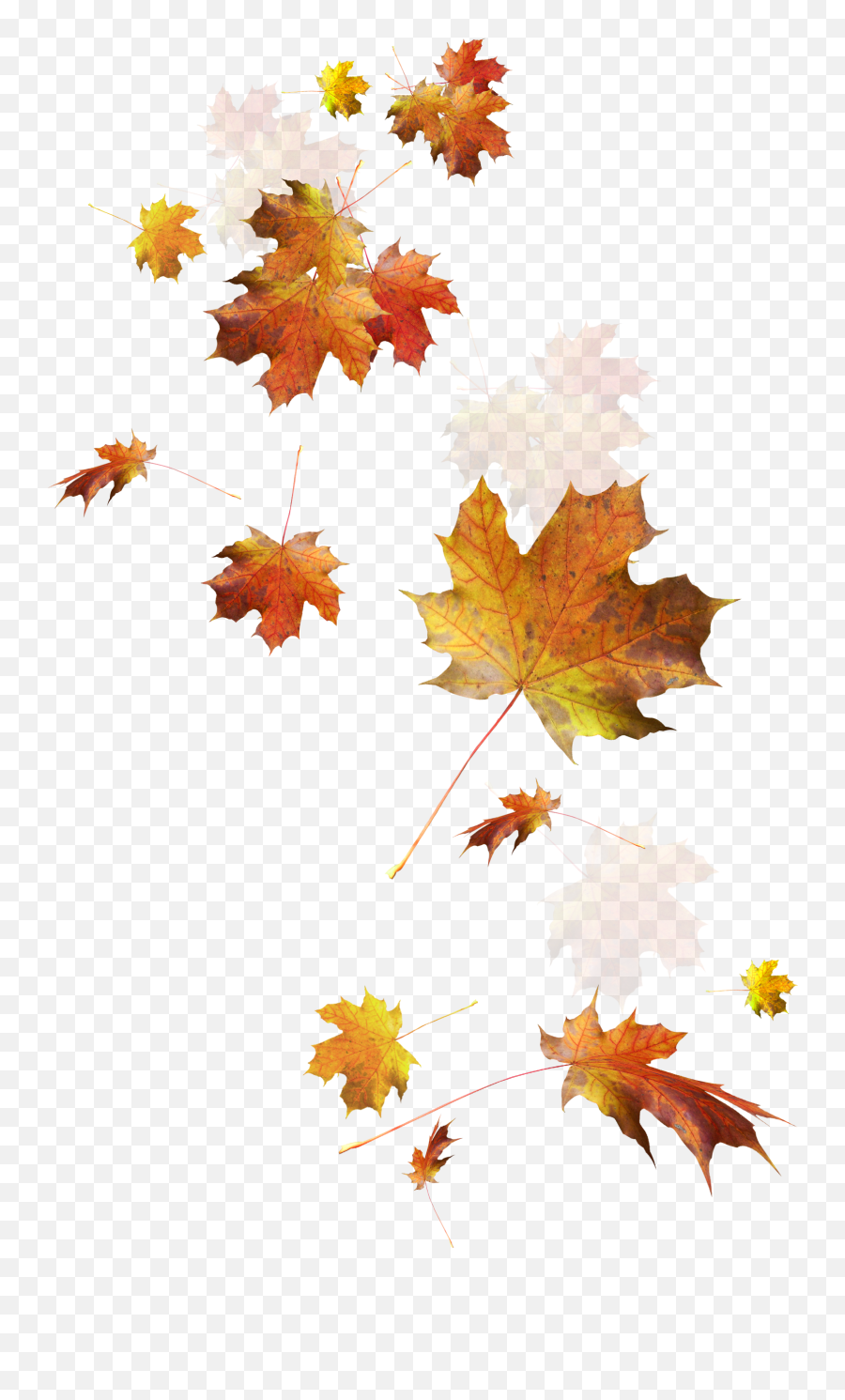 Autumn Leaves Autumn Leaf Color - Autumn Leaves Falling Png Emoji,Autumn Emoji