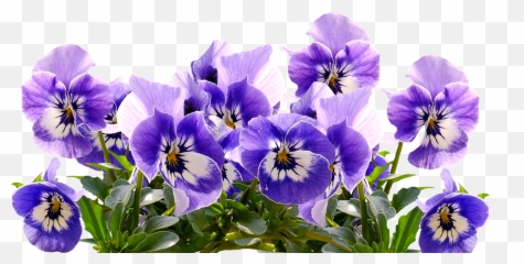 Pansy Mothers Day Flowers Blossom - Transparent Emoji
