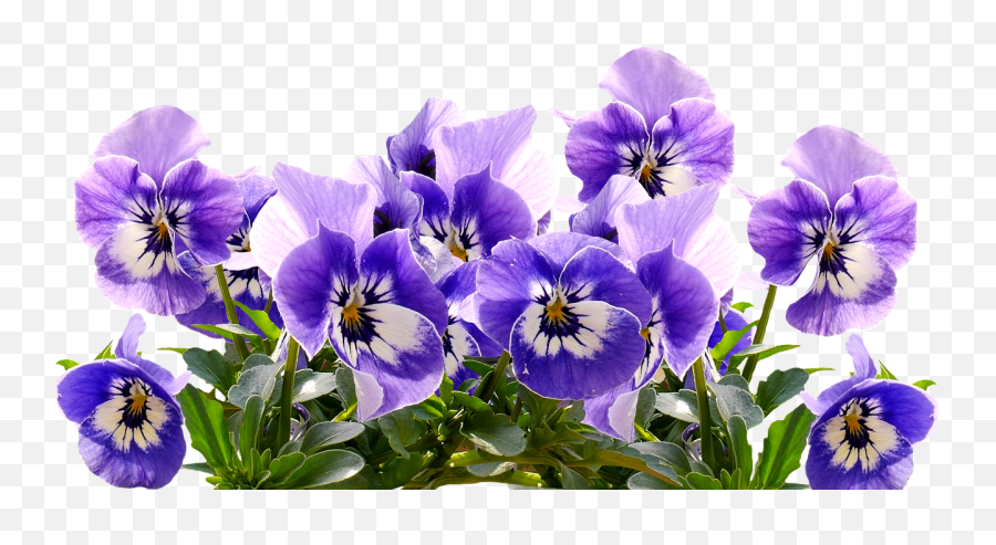 Pansy Mothers Day Flowers Blossom - Mothers Day Flowers Transparent Emoji,Mothers Day Emojis