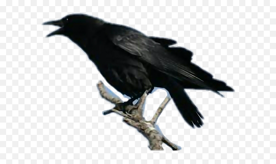 Colormehappy Crow Crows Birds Blackbird Imarriedthedj - Common Crow Emoji,Crow Emoji