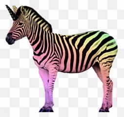 Rainbow Zebra Unizebra Magical Challenge - Zebra Stock Emoji,Zebra Emoji