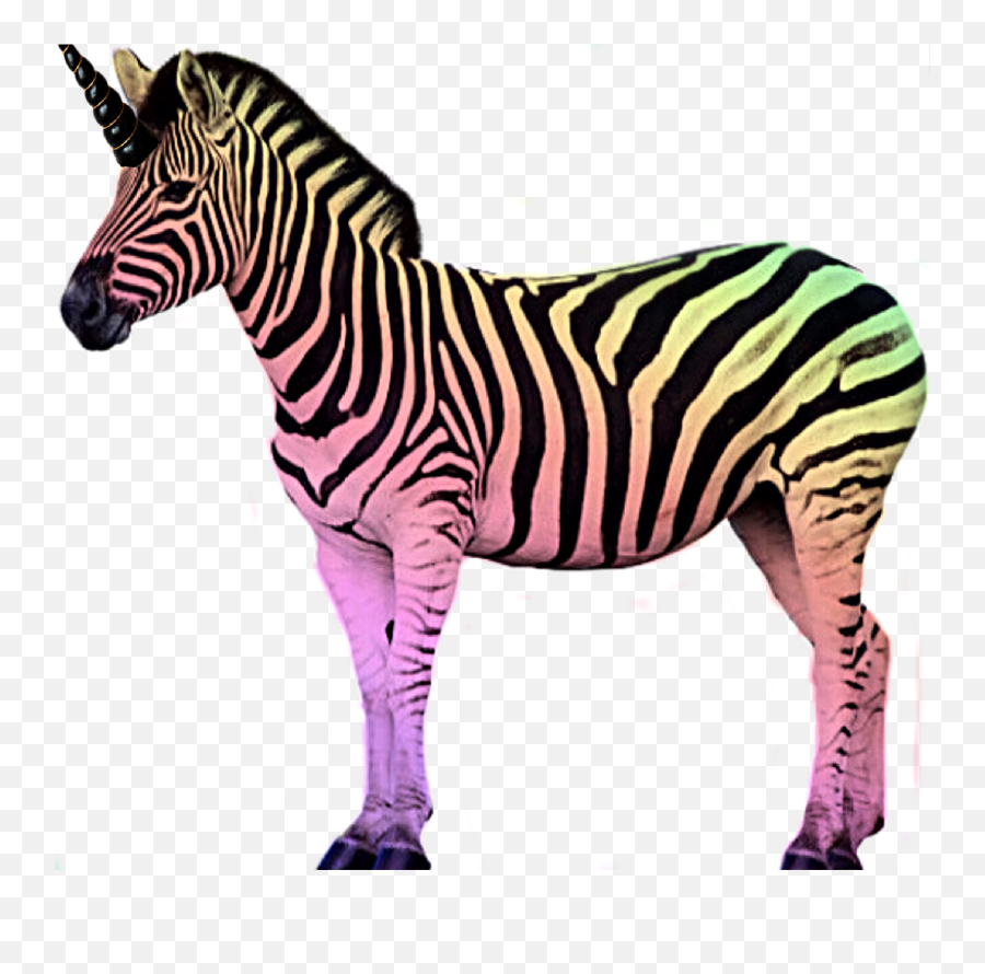 Rainbow Zebra Unizebra Magical Challenge - Zebra Stock Emoji,Zebra Emoji