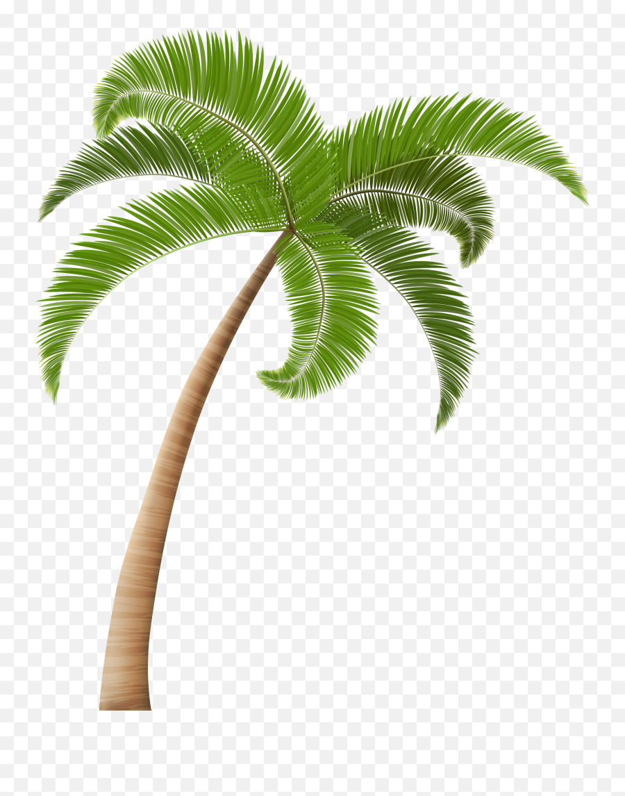 Palm Tree Png Palm Trees Hawaiian Clip Art Palm - Transparent Background Coconut Tree Png Emoji,Palm Tree Emoji