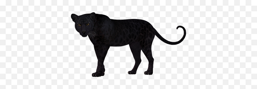 1 Free Expression Emoji Illustrations - Black Panther Animal Transparent Background,Black Panther Emoji