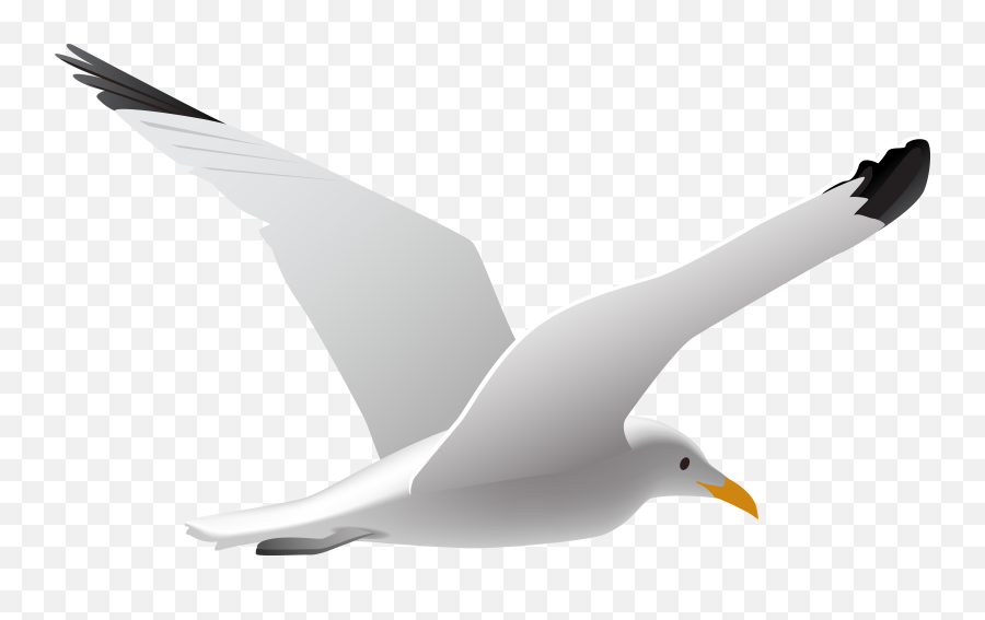 Seagull Clipart Png - Seagull Clipart Png Emoji,Seagull Emoji
