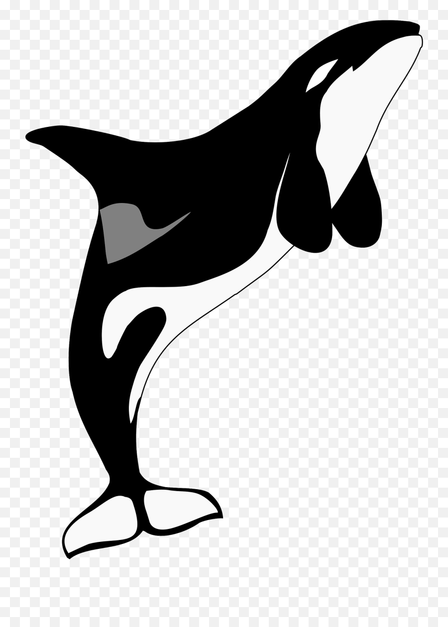 Orca Whale Clipart - Anatomia De La Orca Emoji,Orca Emoji