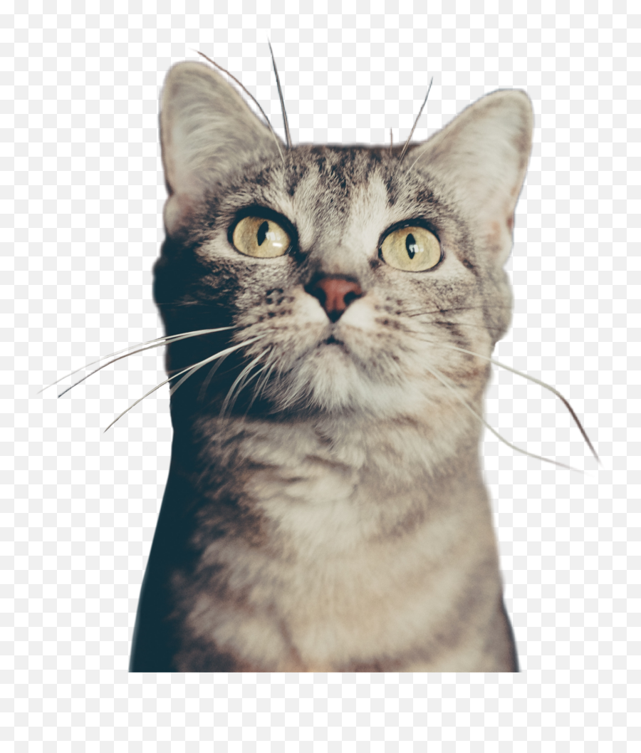 Cat Eyes Whiskers Petsandanimals - Cat Memes Emoji,Cat Eyes Emoji