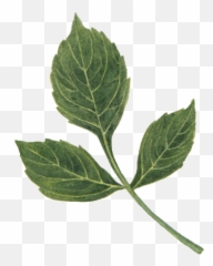 Dont Forget Your - Herbal Emoji,Leaf Pig Emoji