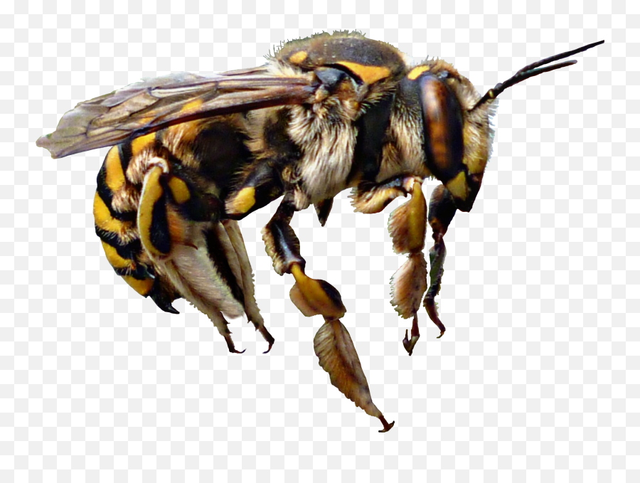 Wasp Bee Insect Yellow Hdr Sticker Was - Honeybee Emoji,Hornet Emoji