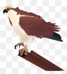 Hawk Osprey Falcon Raptor Bird - Osprey Clip Art Emoji,Albanian Eagle Emoji