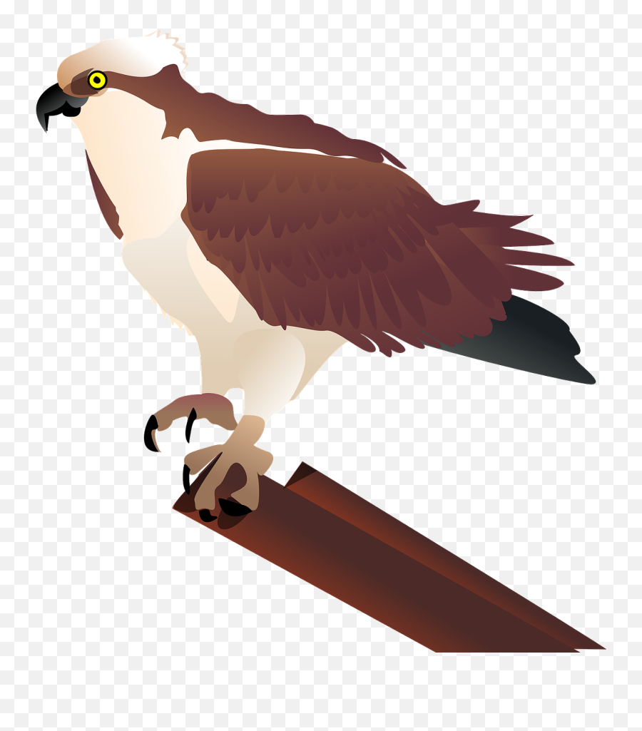 Hawk Osprey Falcon Raptor Bird - Osprey Clip Art Emoji,Albanian Eagle Emoji