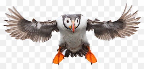 Edit - Atlantic Puffin Emoji,Puffin Emoji